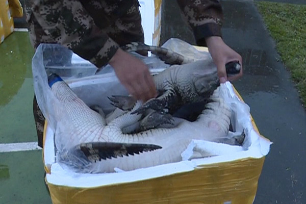 Police seize 158 crocodiles at China-Vietnam border