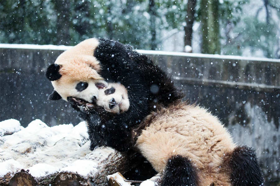 China Daily best photos of January