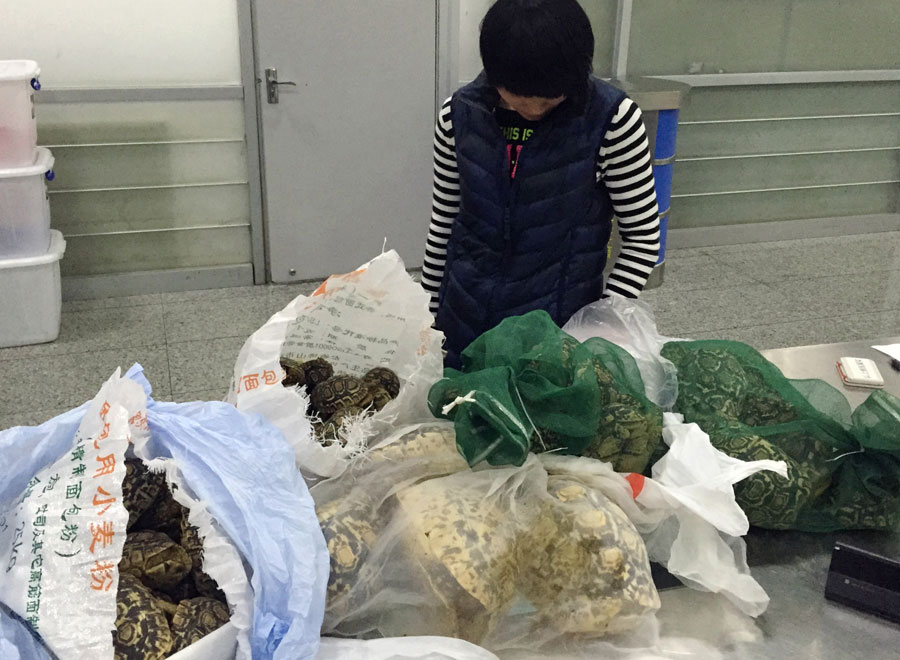 80 live tortoises confiscated at customs