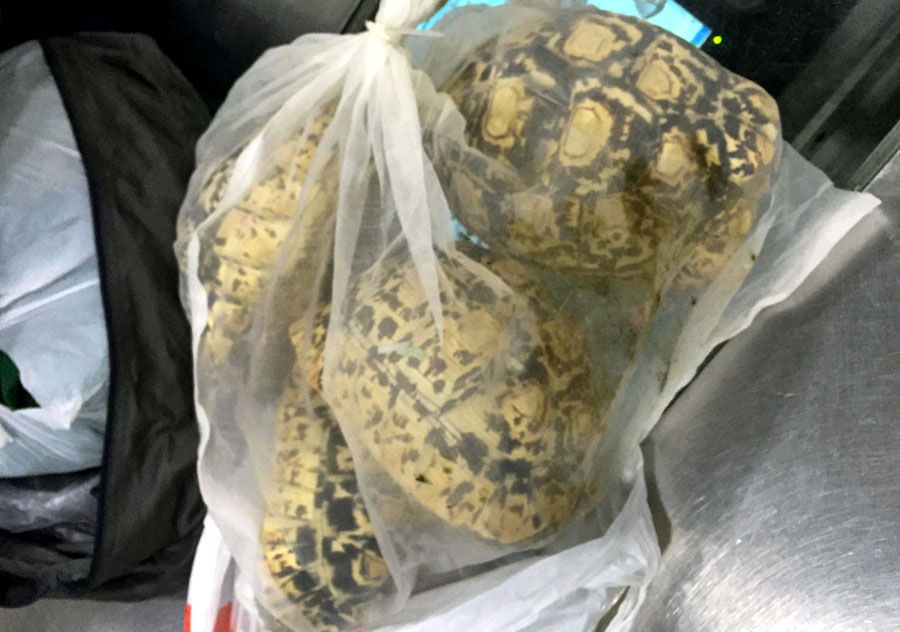 80 live tortoises confiscated at customs