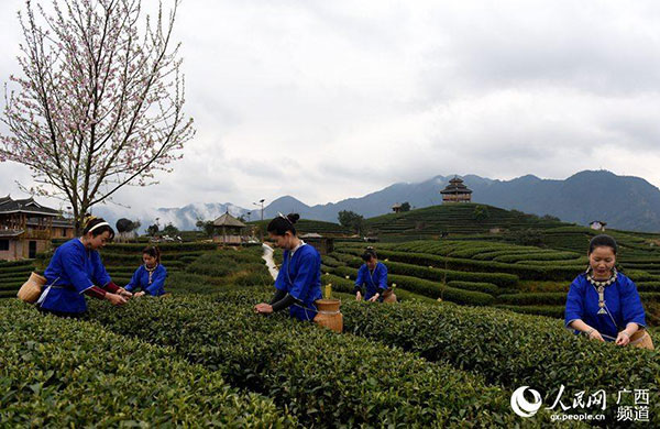 Tea farmers pick up first batch of spring tea in South China