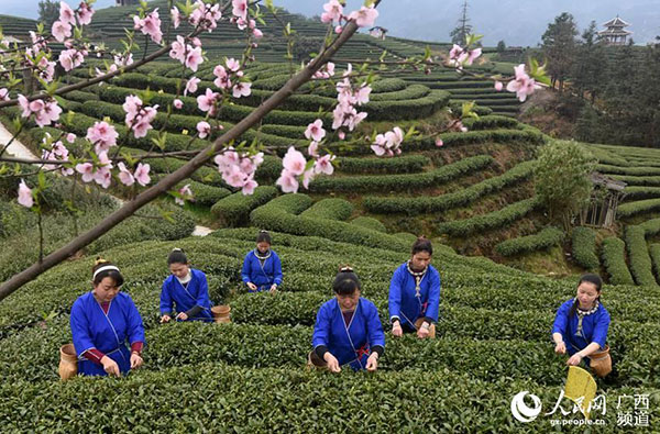 Tea farmers pick up first batch of spring tea in South China