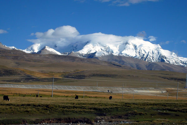 Some Tibetan plants can predict Indian monsoon