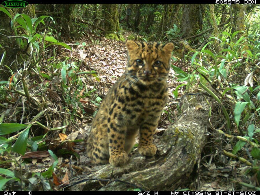 Marbled cat seen in Gaoligong Mountain, SW China's Yunnan