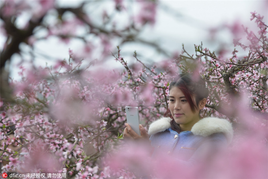 Cherry blossoms signal arrival of spring