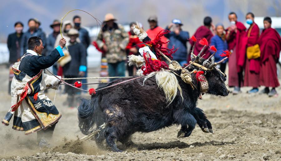 What's spring plowing like on the 'Roof of the World'?