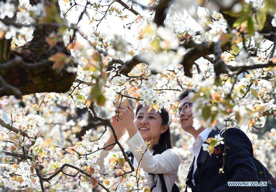 Chasing Spring blossoms in China