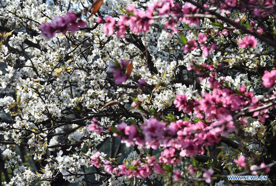 Chasing Spring blossoms in China