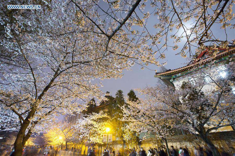 Chasing Spring blossoms in China