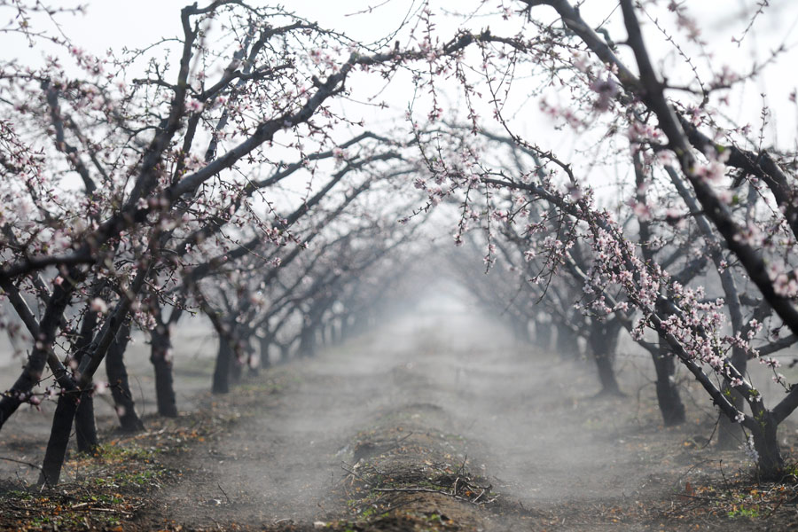 Discover beautiful China in spring blossom (Ⅲ)