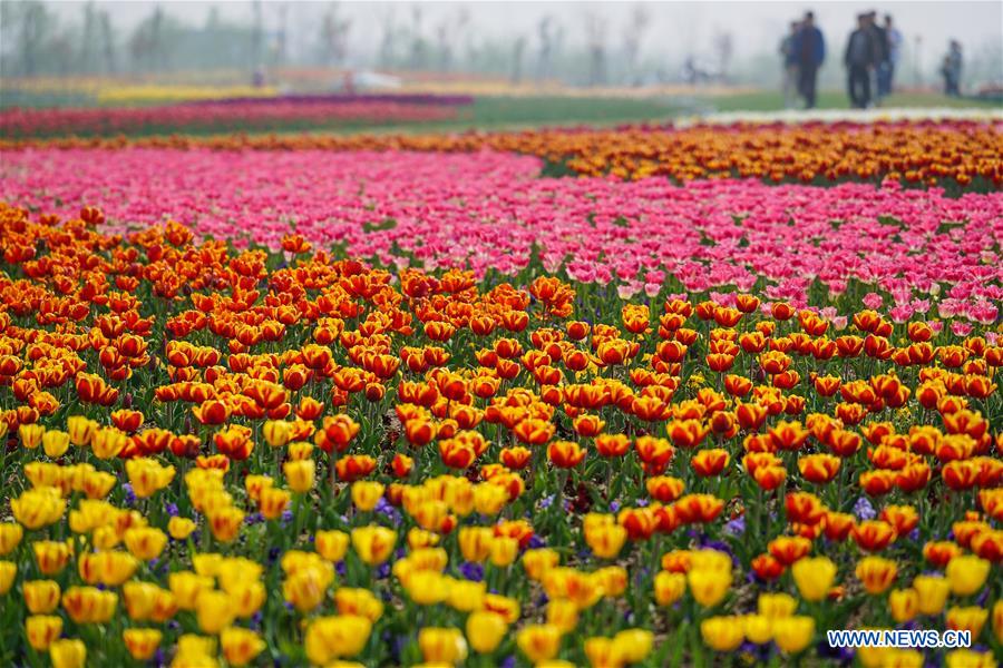 Sea of tulips on show in E China