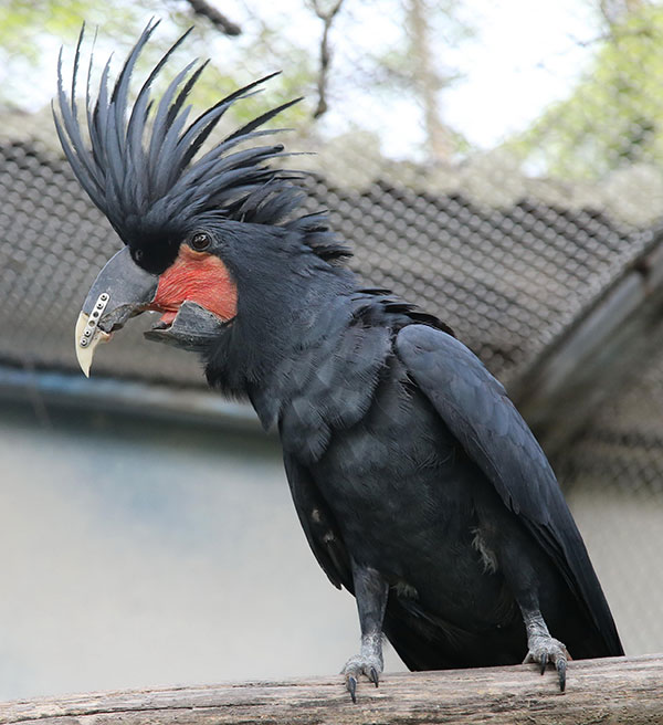 Parrot fitted with printed beak