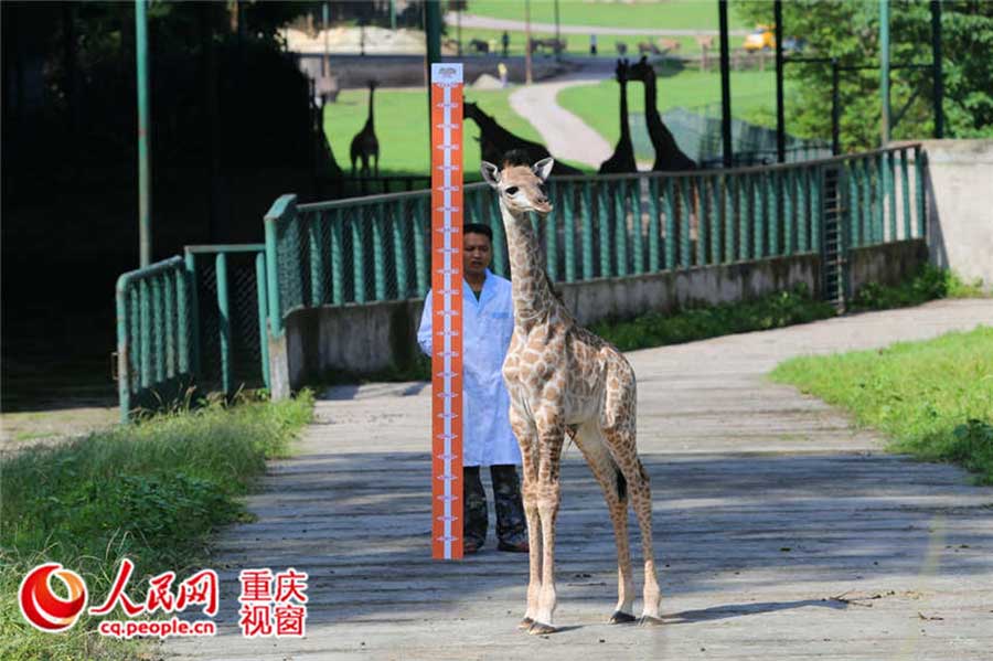 How cute! Have you ever seen measuring height of animals?