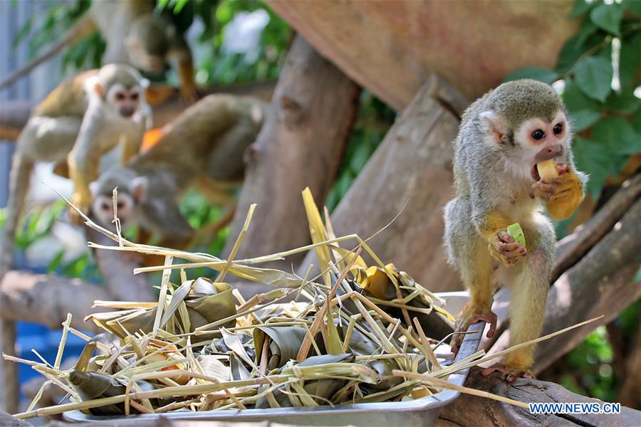 Special Zongzi made for animals to mark Duanwu Festival in Yantai Zoo