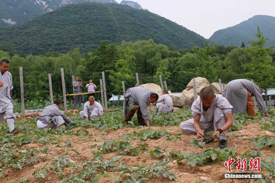 'Zen harvest' in Shaolin Temple