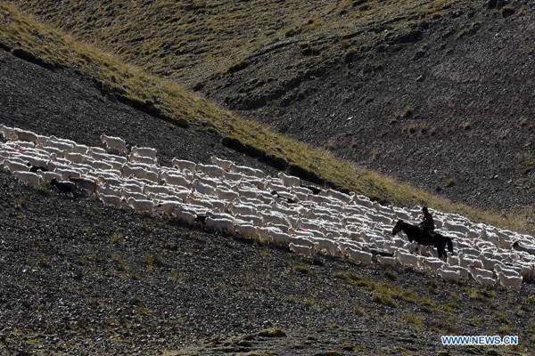 Taking livestock to summer pasture in Xinjiang