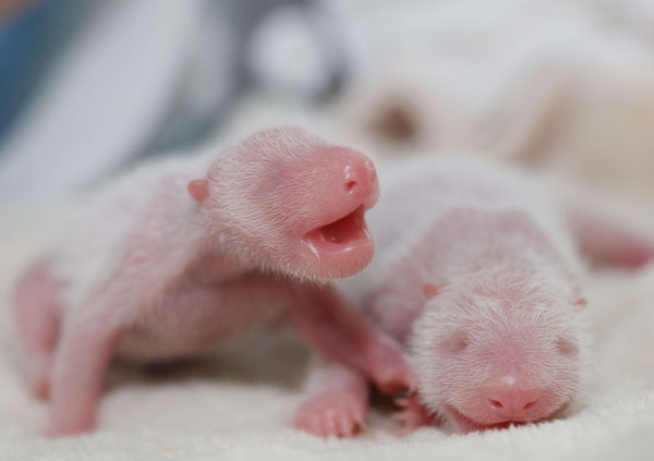 Panda center welcomes twin cubs in SW China