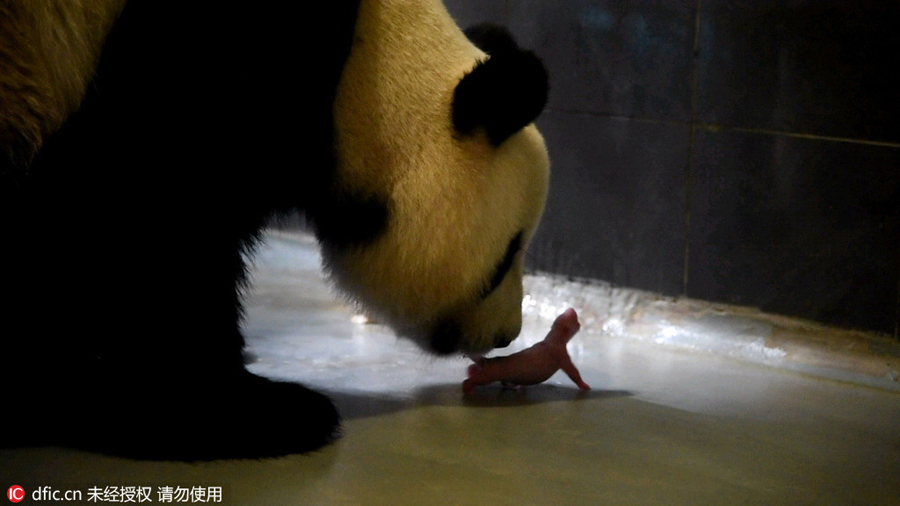 Giant panda in Macao gives birth to twin cubs