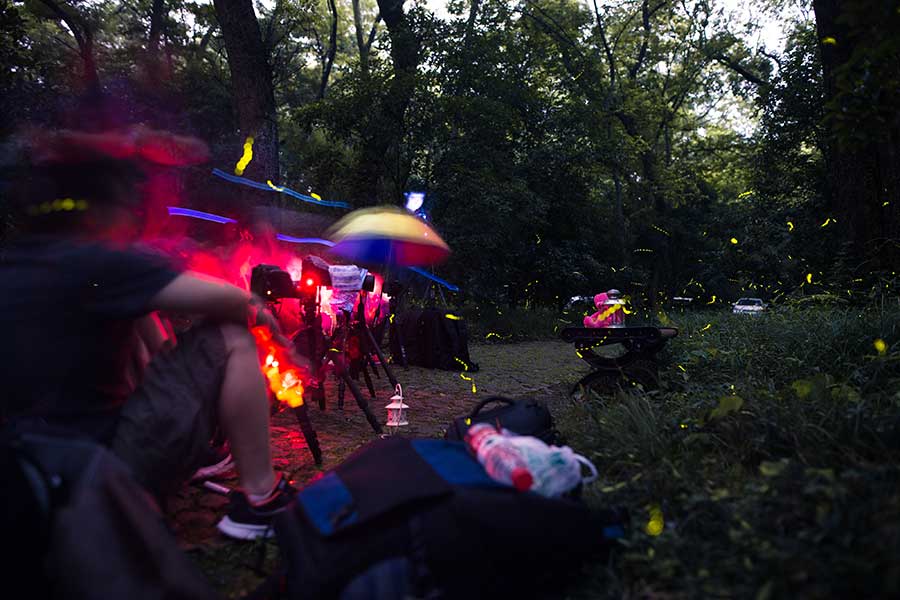 Nanjing's temple offers best view of fireflies