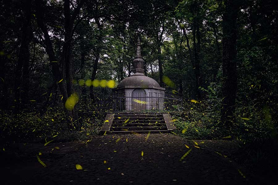 Nanjing's temple offers best view of fireflies