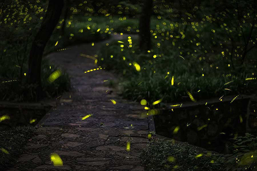 Nanjing's temple offers best view of fireflies