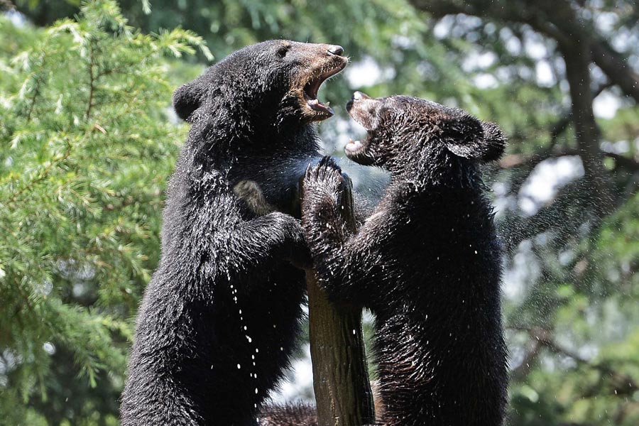 Staying cool at the zoo amid Shanghai heat wave