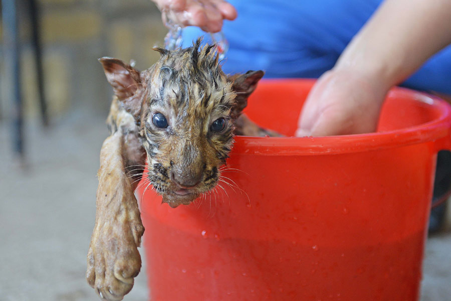 Staying cool at the zoo amid Shanghai heat wave