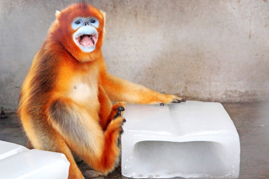 Staying cool at the zoo amid Shanghai heat wave