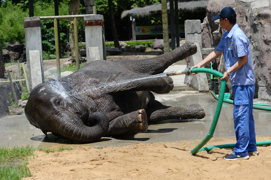 Staying cool at the zoo amid Shanghai heat wave