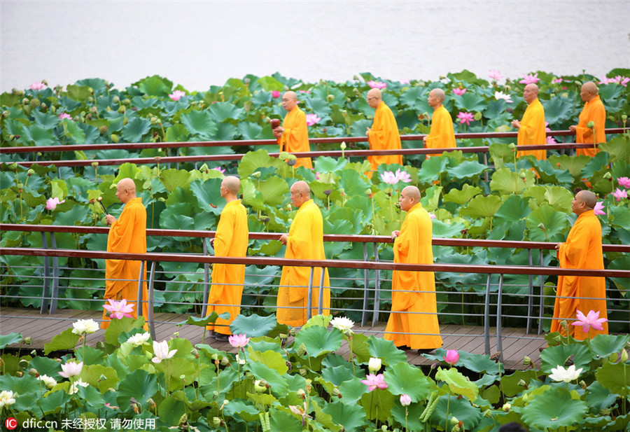 Monks seek tranquility inside lotus ponds