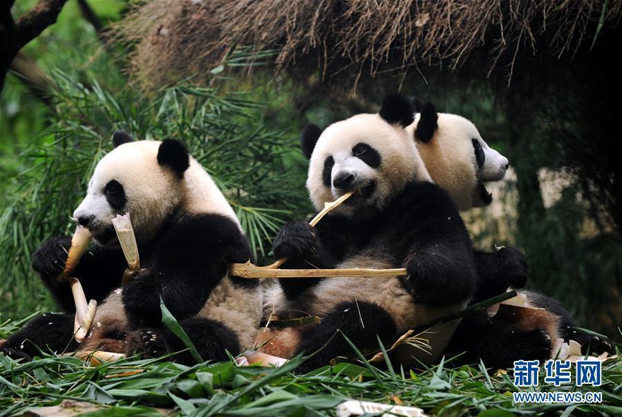 The world's only surviving panda triplets weaned from milk