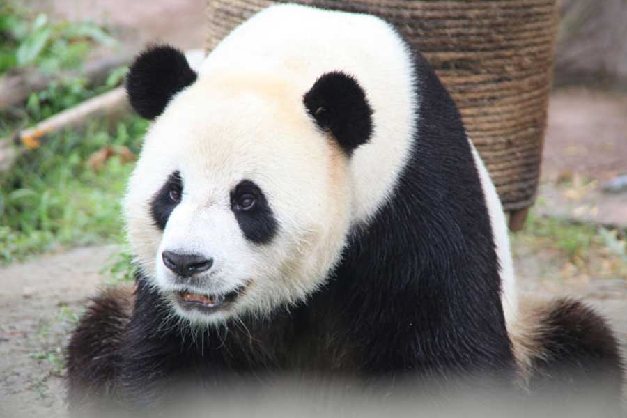 Two giant pandas meet public in NE China