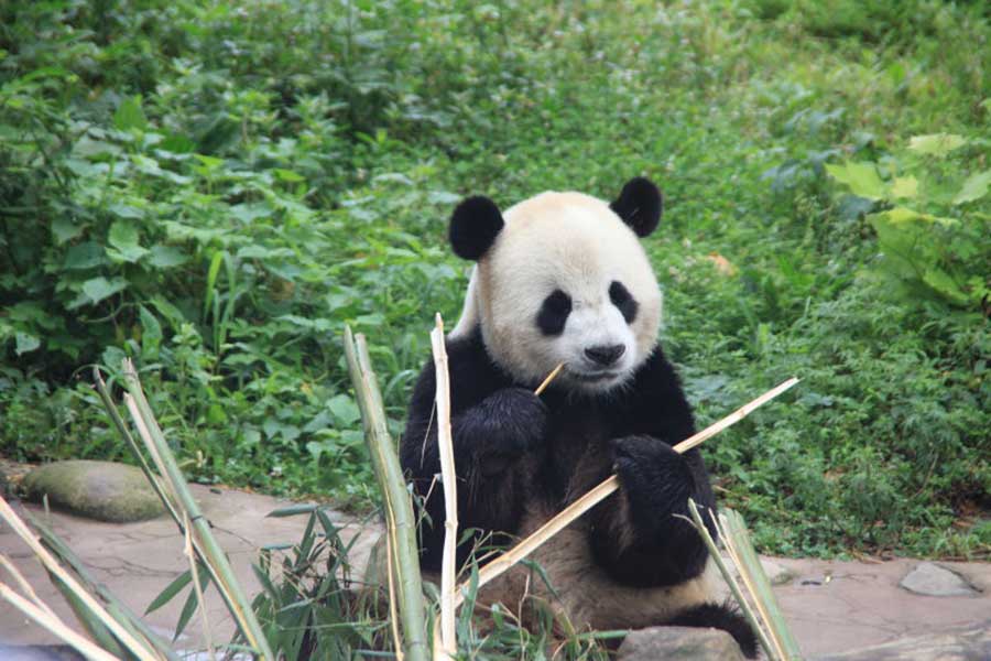 Two giant pandas meet public in NE China