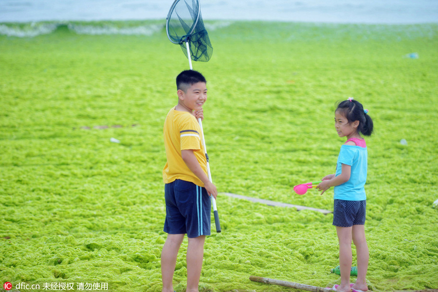 Green algae invades Qingdao beaches