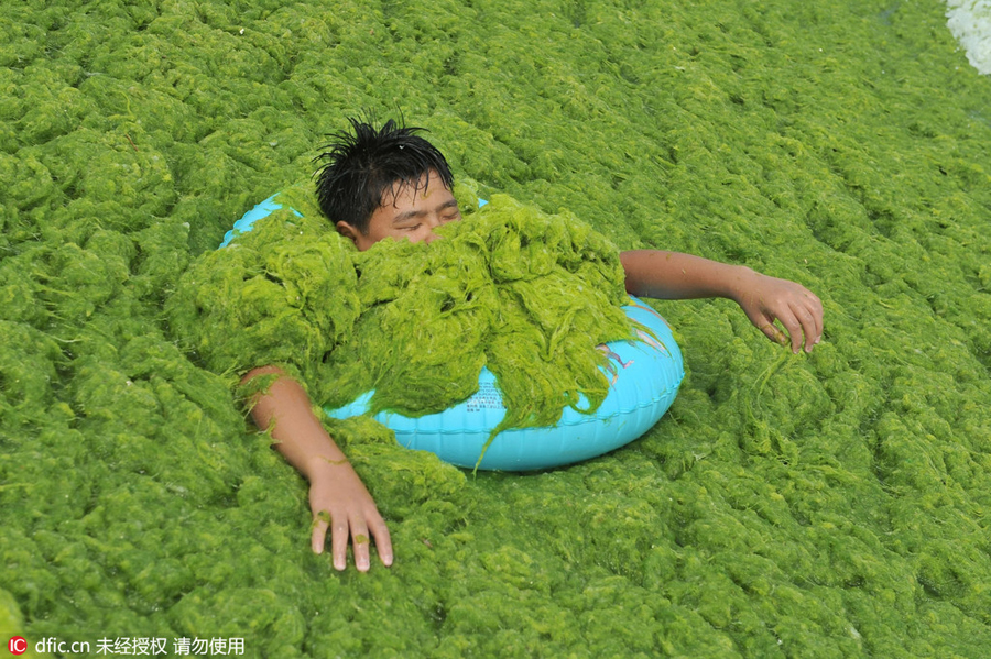 Green algae invades Qingdao beaches