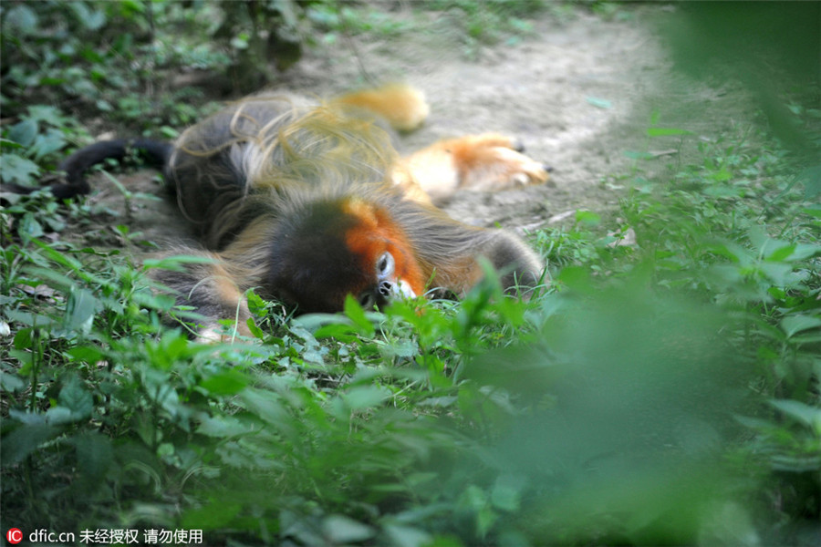 Animals look for ice, shade to beat heat in Hubei