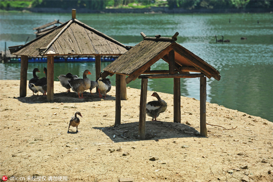 Animals look for ice, shade to beat heat in Hubei