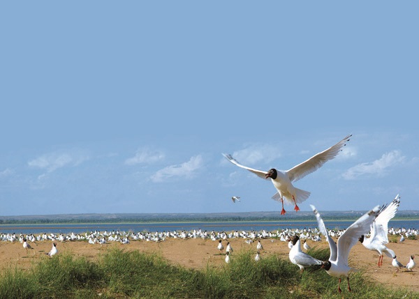 China's largest desert freshwater lake under threat