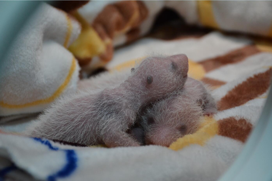 Both baby twin pandas healthy in first month