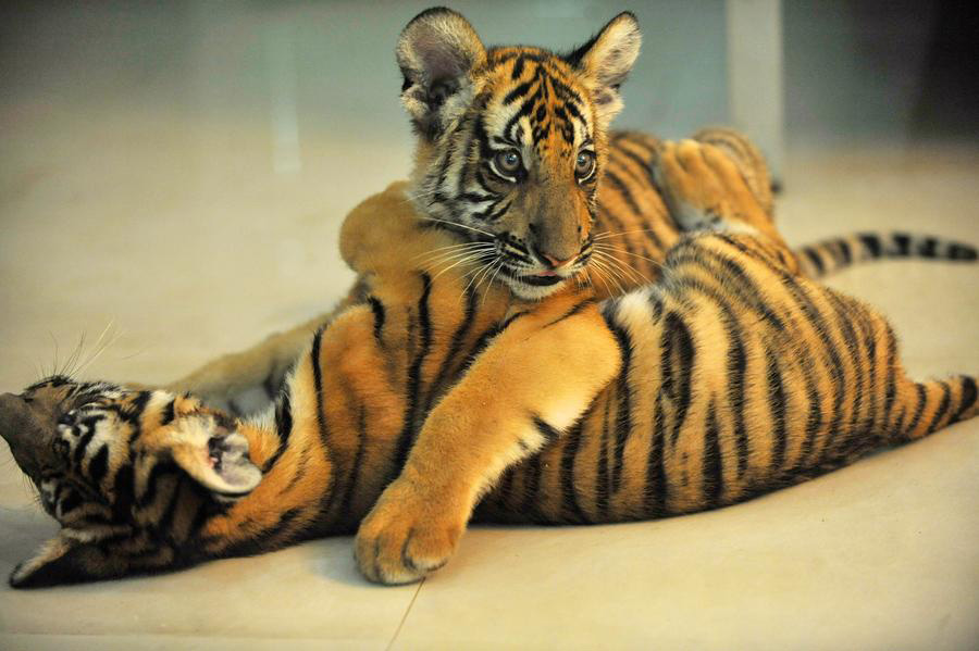 Twin South China tiger cubs born at Nanchang Zoo