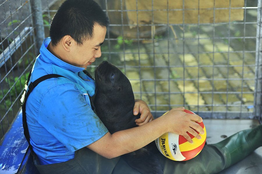 Abandoned baby sea lion fed by human father