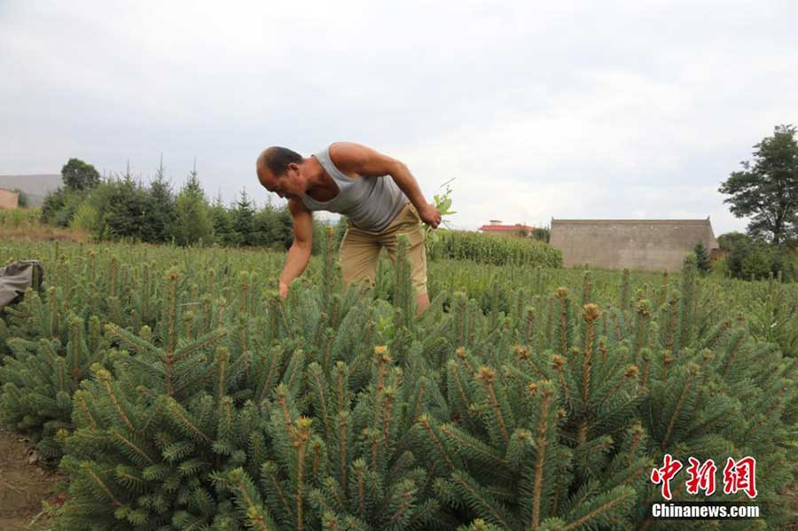 Farmers receive big dividends for planting trees