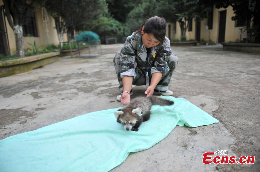 Zoo breeds red panda in captivity