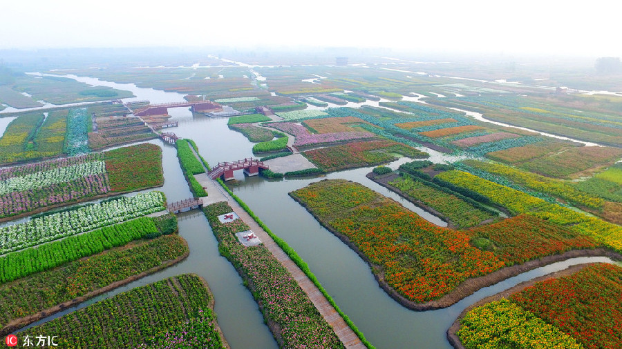 Colourful marigolds seen at scenic spot in Southeast China