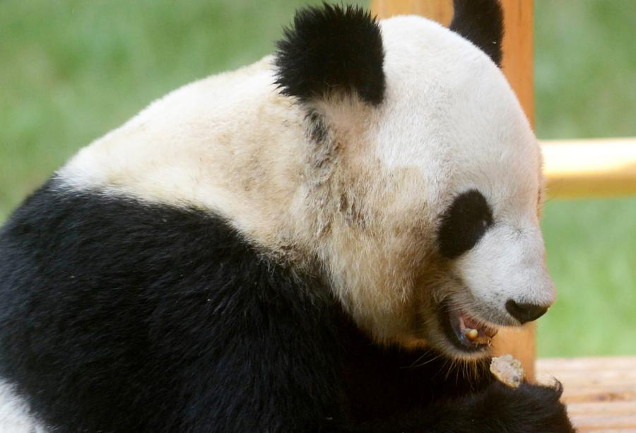 Cute animals share a bite of mooncake festival