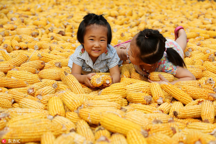 Chinese harvest in full swing