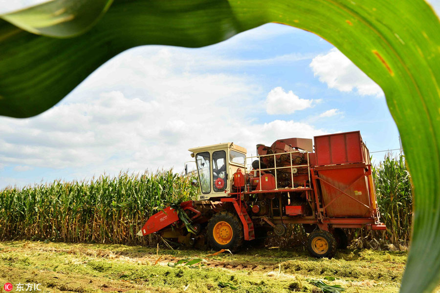 Chinese harvest in full swing