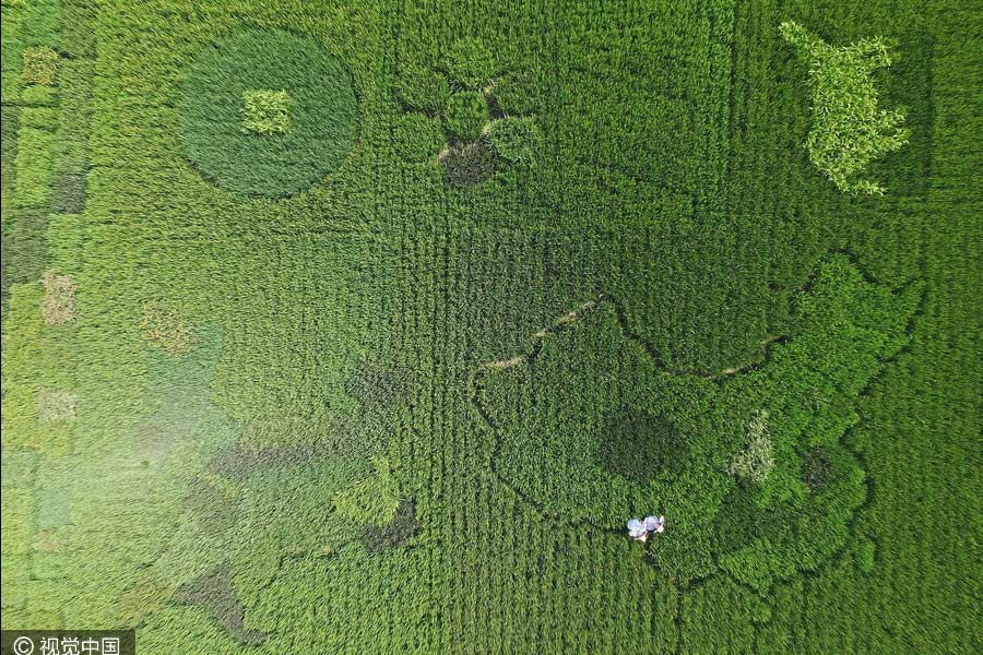 Elderly man creates map of China with colorful rice in Shanghai