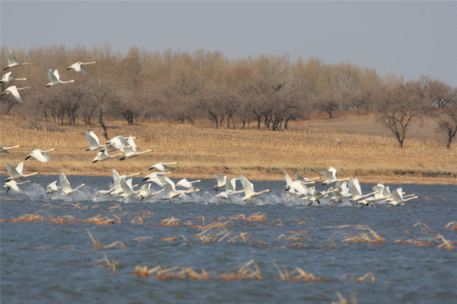 Red-crowned cranes take flight in China's Jilin