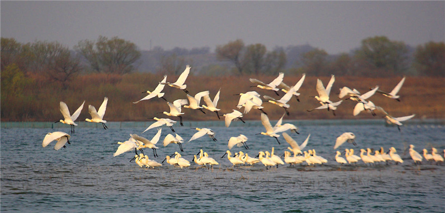 Red-crowned cranes take flight in China's Jilin